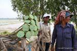 Lily stalks for sale near Batheay, Cambodia.