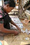 Preparing fresh fish before smoking, around Skun, Cambodia.