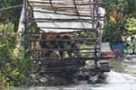 Pigs in a floating lair, Tonle Sap Lake, Cambodia.