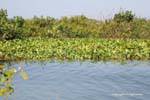 Vegetation on the shore of Lake Tonle Sap, Cambodia.