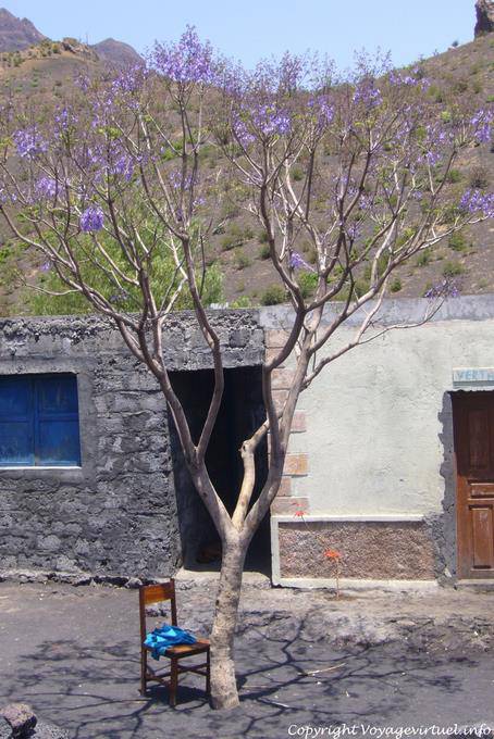 Fogo, purple tree - Cape Verde