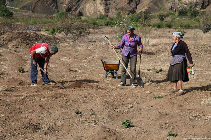 Fogo, Chã das Caldeiras, volcanic growers - Cape Verde