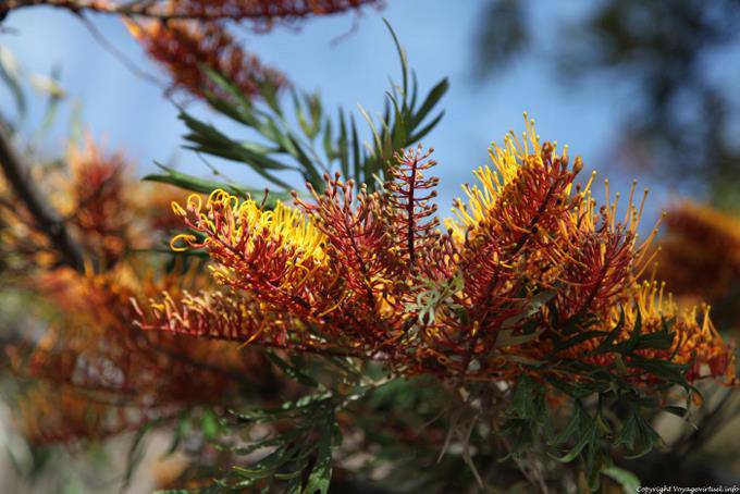 Fogo, Chã das Caldeiras, beautiful flowers - Cape Verde