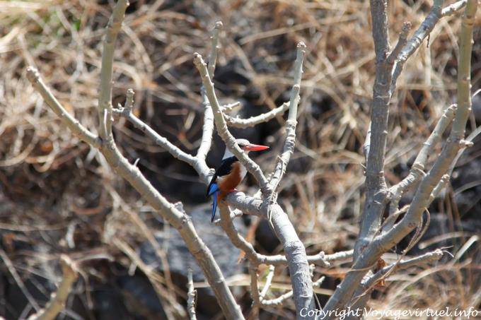 Fogo, Sao Jorge Passarinha - Cape Verde