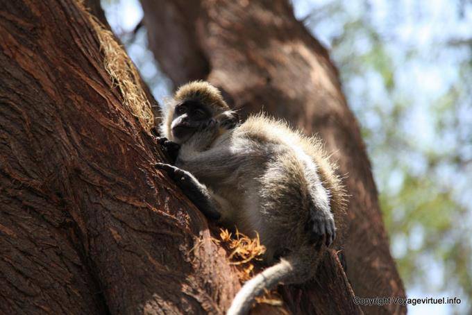Santiago, Cidade Velha, monkey - Cape Verde