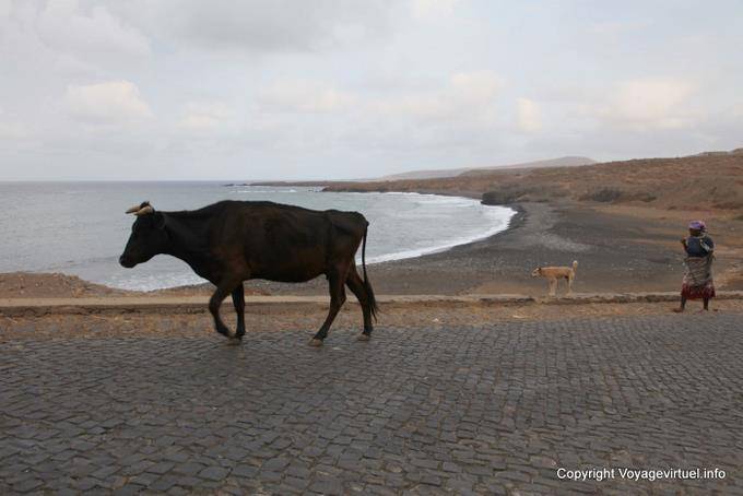 Santiago, the cow and the former - Cape Verde