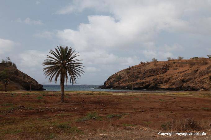 Santiago, isolated palm tree - Cape Verde