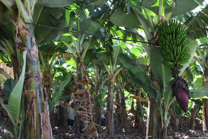 Santo Antão, Lombo Pico Xoxo banana - Cape Verde