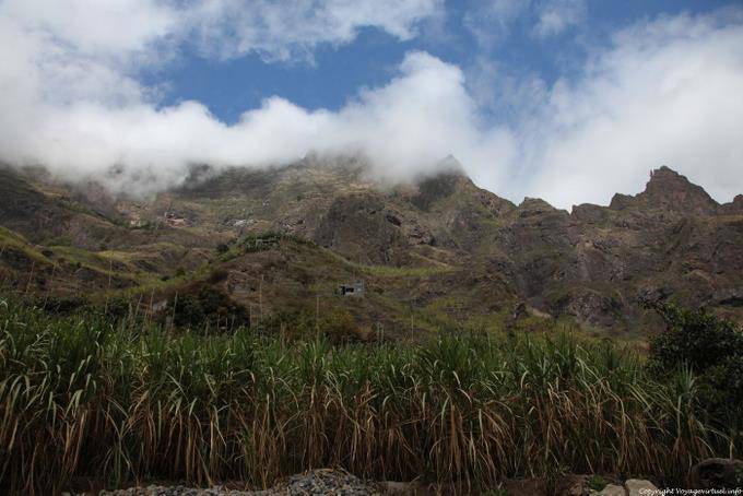 Santo Antão, Paúl, mountain sugarcane - Cape Verde