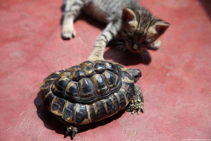 Santo Antão, Paúl, chatting and turtle - Cape Verde