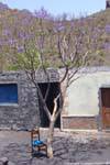 Fogo, purple tree, Cape Verde.