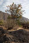 Fogo, Chã das Caldeiras, tree and shrub, Cape Verde.