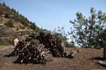 Fogo, Chã das Caldeiras, wood fagots, Cape Verde.