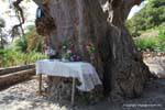 Santiago, Cidade Velha altar in front of tree, Cape Verde.