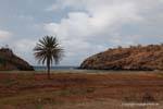 Santiago, isolated palm tree, Cape Verde.