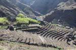 Santo Antão, boca Coruja Ambas, terracing, Cape Verde.
