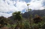 Santo Antão, Paúl, vegetation, Cape Verde.