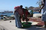 São Vicente, Mindelo fishing port, fish trio, Cape Verde.
