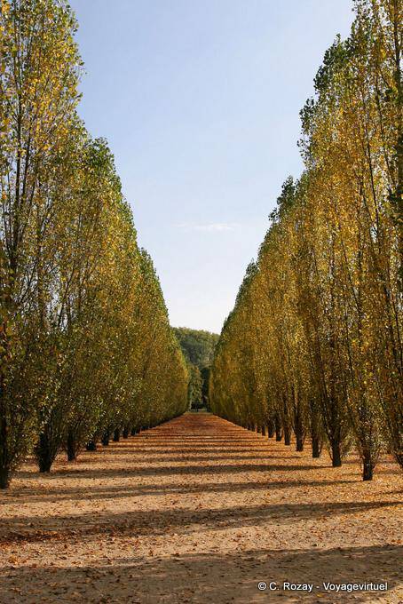 Poplar alley in the Park, Versailles