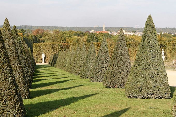 Driveway conical topiary, Versailles