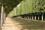 The driveway of Bacchus and Saturn, Versailles