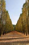Poplar alley in the Park, Versailles
