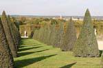 Driveway conical topiary, Versailles