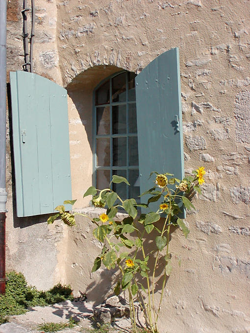 Sunflowers on a street in Vézelay, France.