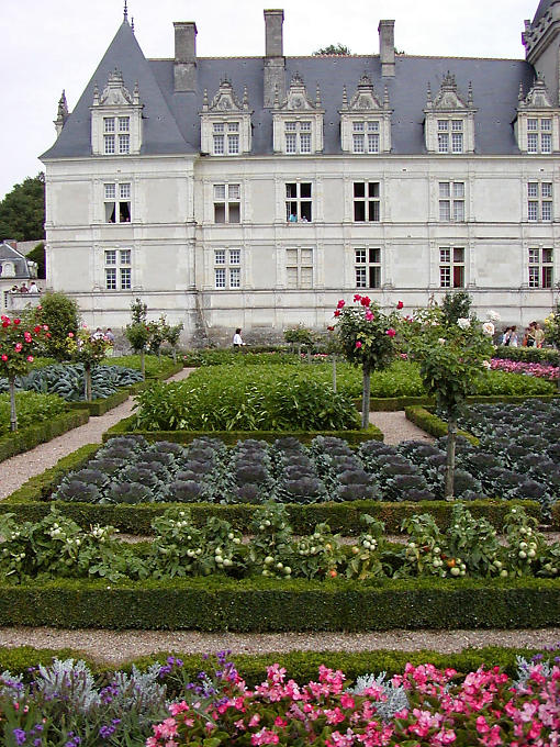 Cabbage and tomatoes between the roses, Villandry, France.