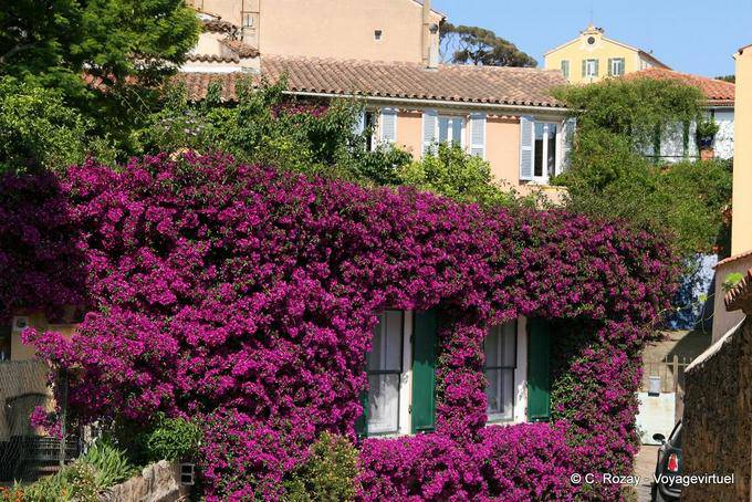 Bormes-les-Mimosas, bougainvillea on front, Provence, France