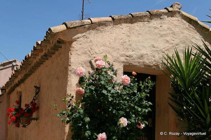 La Garde-Freinet, rose before the house, Provence, France