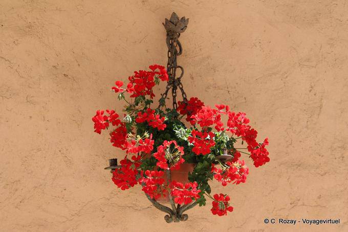 La Garde-Freinet, geranium hanging, Provence, France