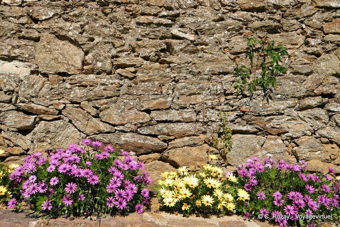 Flower border to old wall Gassin, Provence, France