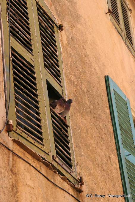 Saint-Tropez, pigeons cooing, Provence, France