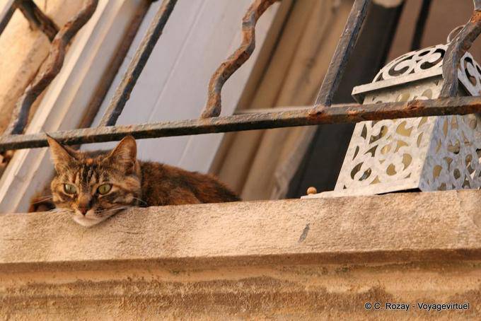 Saint-Tropez, cat at the window, Provence, France