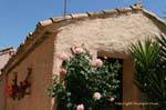 La Garde-Freinet, rose before the house, France.