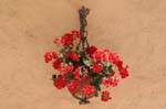 La Garde-Freinet, geranium hanging, France.