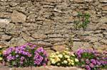 Flower border to old wall Gassin, France.