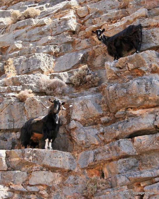 Anopolis Goats climbing - Crete, Greece