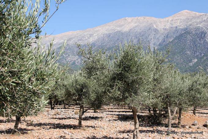 Anopoli, Olives and mountains - Crete, Greece
