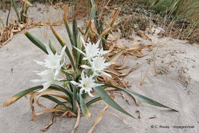 Sandy beach of flowers, Elafonissi - Crete, Greece
