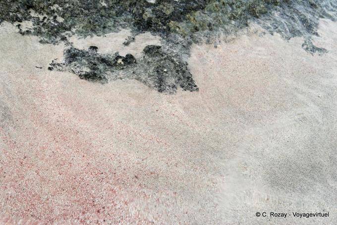 Sand gray and white rose, Elafonissi - Crete, Greece