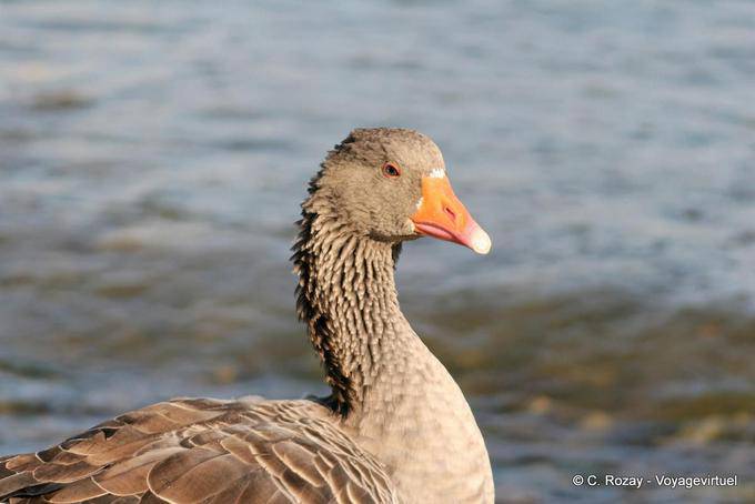 Portrait of wild goose, Georgioupoli - Crete, Greece