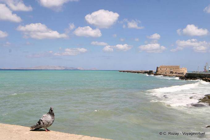 Pigeon in front of the sea and the island Dias Irakleiou, Iraklio - Crete, Greece