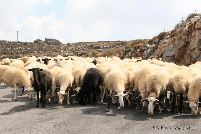 Flock of sheep on the road to Karidi - Crete, Greece