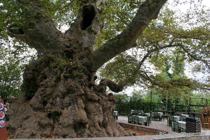 The giant plantains which is probably a sycamore Krasi, Lassithi - Crete, Greece