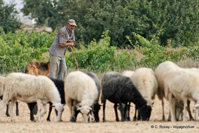 Shepherd leaning on his cane traditional, Lassithi - Crete, Greece