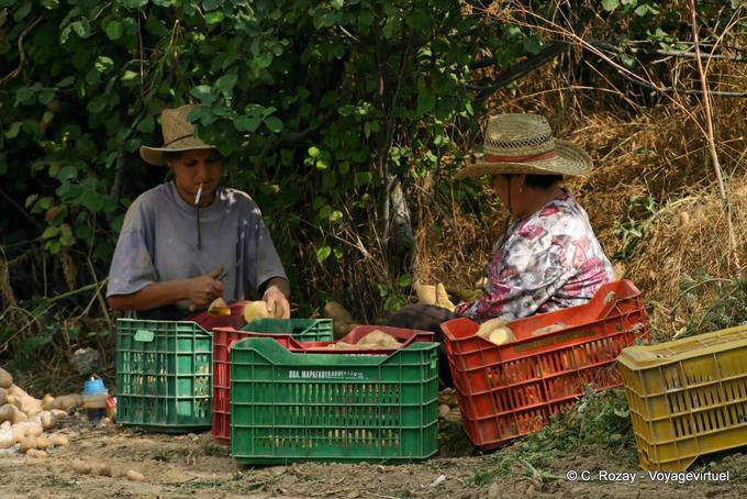 Pickers sorting potatoes, Lassithi Plateau - Crete, Greece