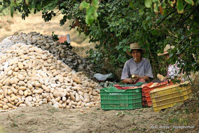 Harvest potatoes, Oropedio Lassithiou - Crete, Greece