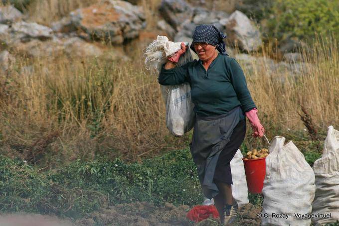Woman carrying potatoes at harvest, Lassithi Plateau - Crete, Greece